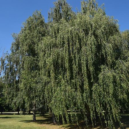 Ferienwohnung Al Salice Tranquillita Nel Verde Via Amendola 24 Busto Arsizio Exterior foto