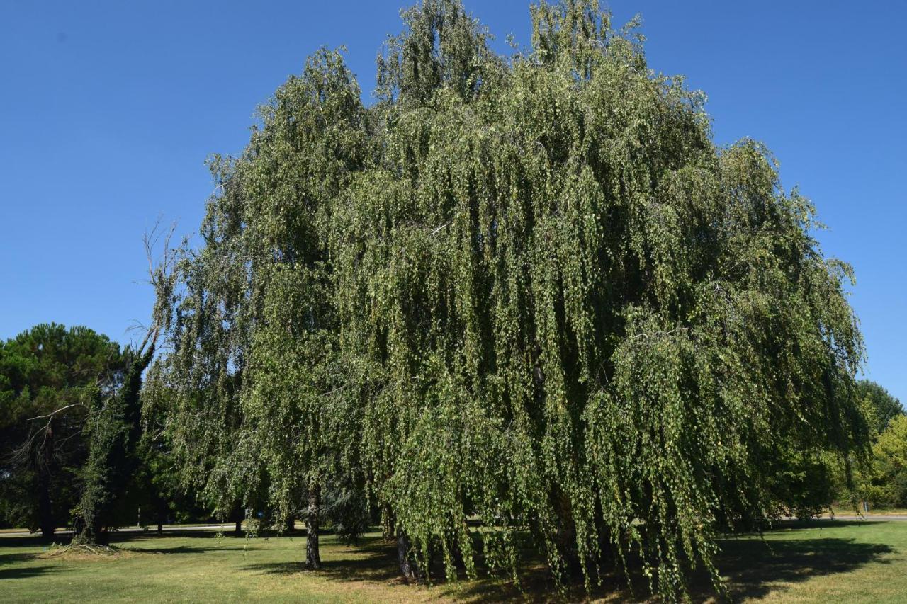 Ferienwohnung Al Salice Tranquillita Nel Verde Via Amendola 24 Busto Arsizio Exterior foto